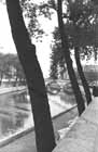 thumbnail of Trees by the Seine