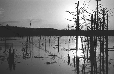 Burned trees in lake