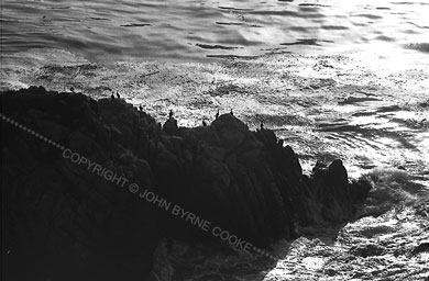 Cormorants on rocks