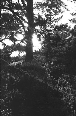 Tree with Spanish moss