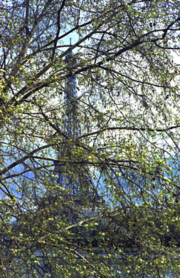 Eiffel Tower through tree, no. 2