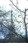 thumbnail of Eiffel Tower through tree, no. 3